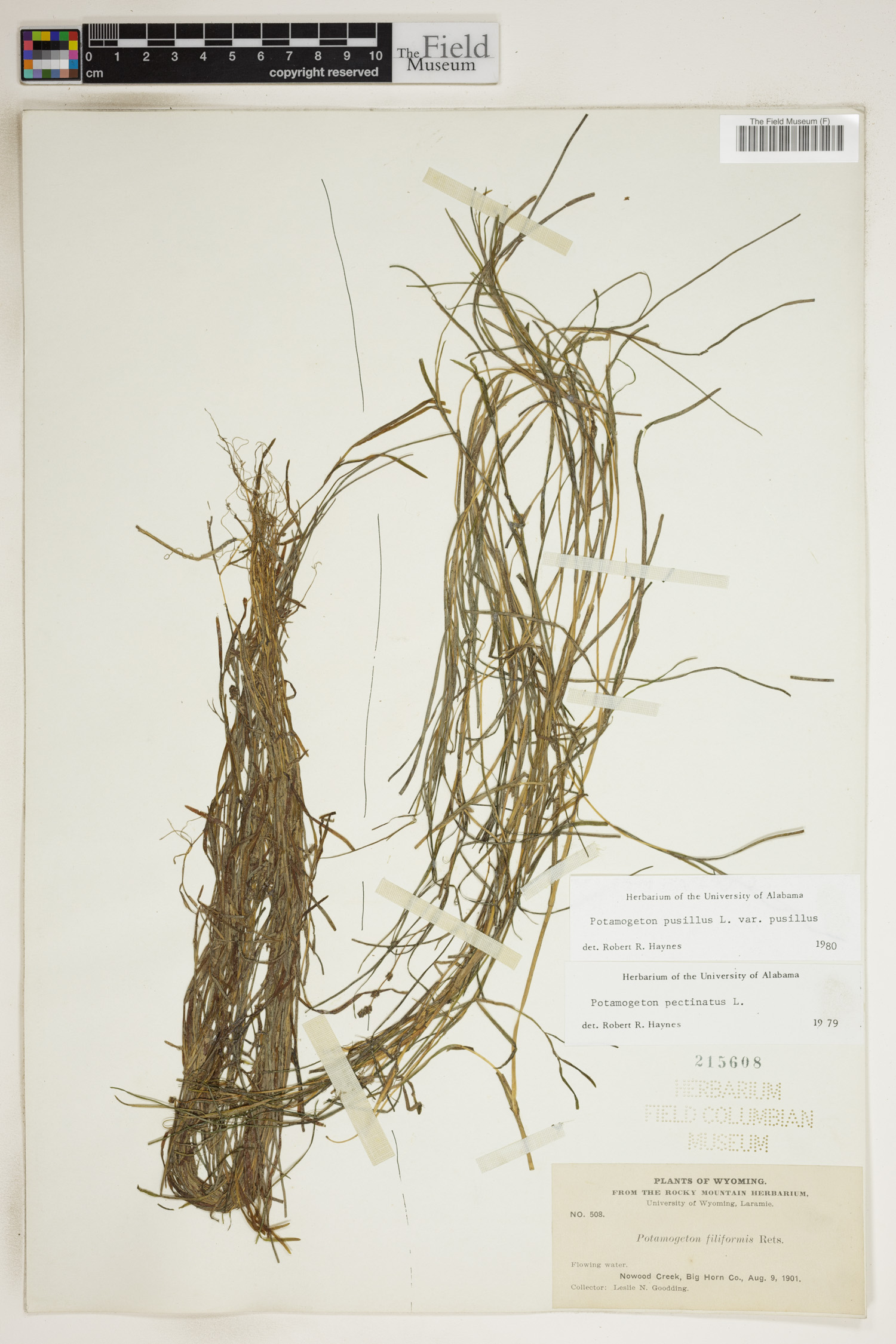 Potamogeton pusillus var. pusillus image