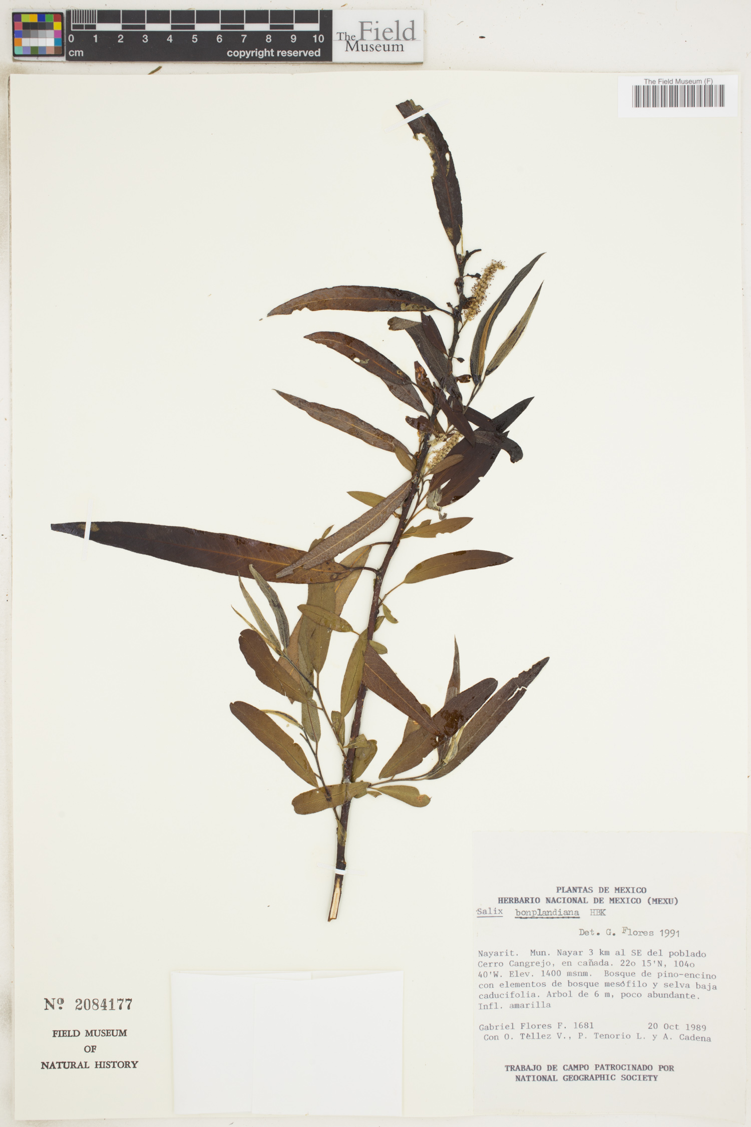Salix image