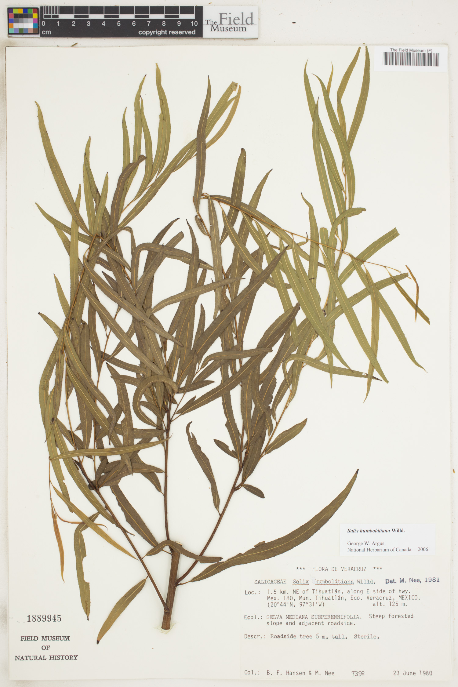Salix humboldtiana image