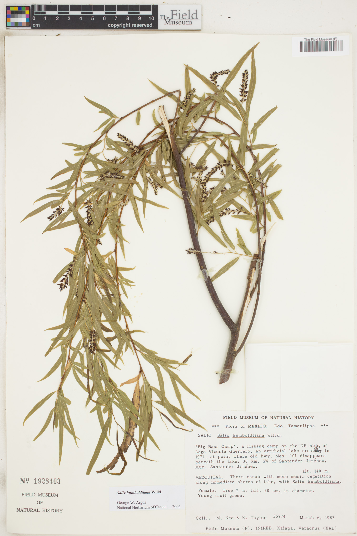 Salix humboldtiana image