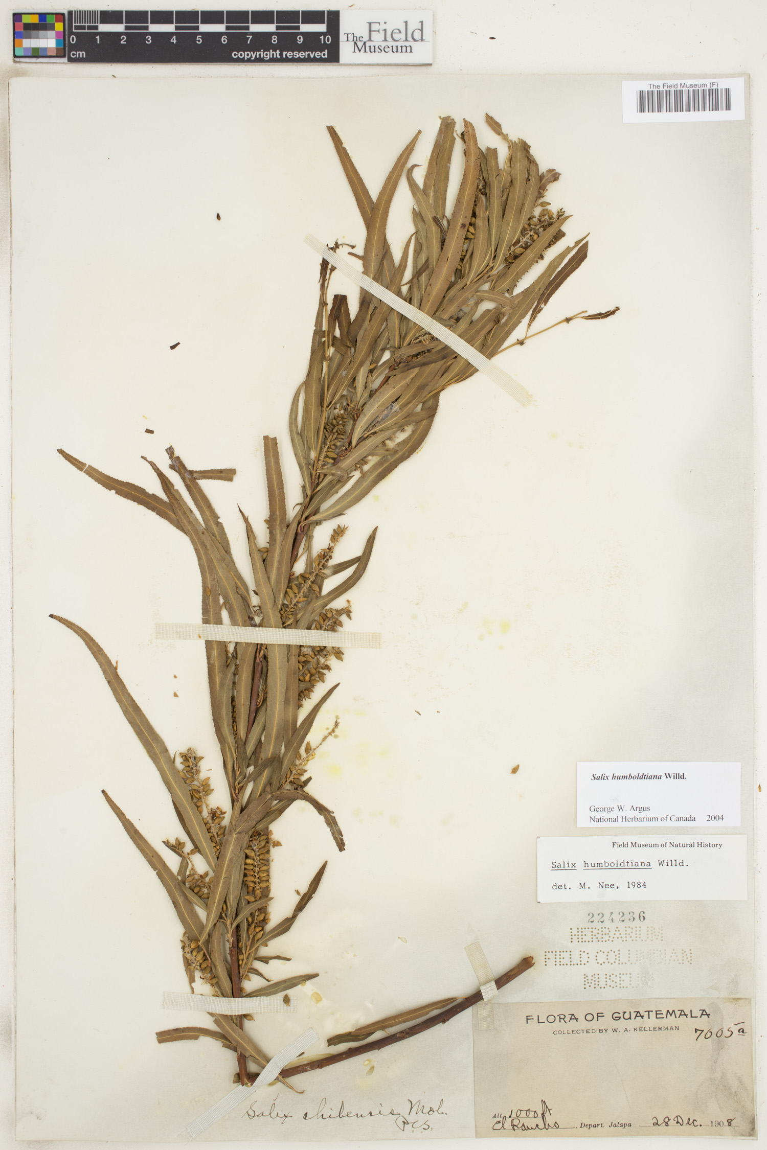 Salix humboldtiana image