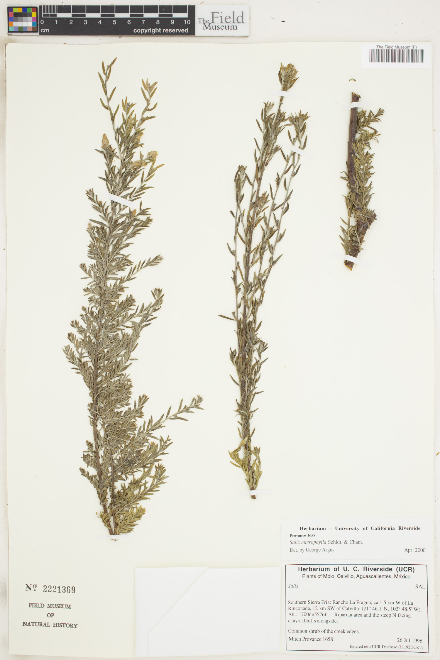 Salix microphylla image