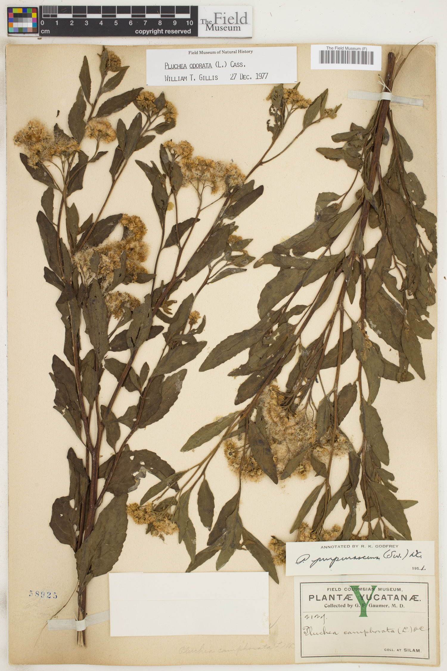 Pluchea odorata image