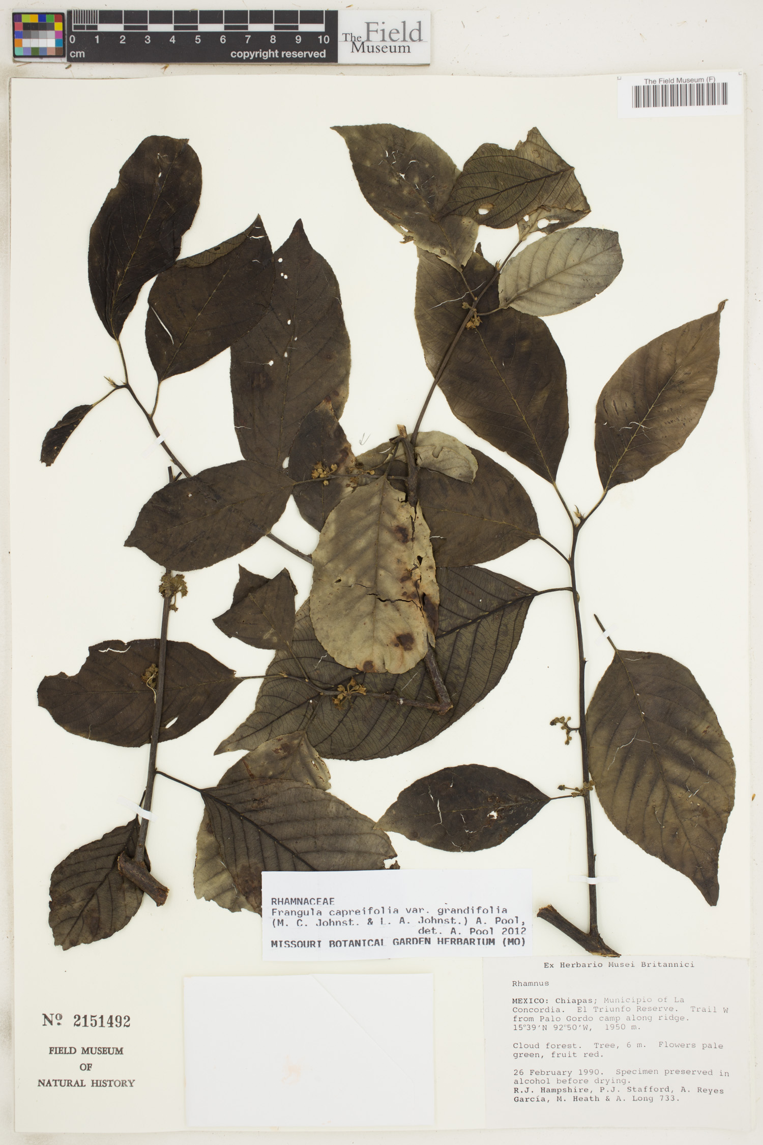 Frangula capreifolia image