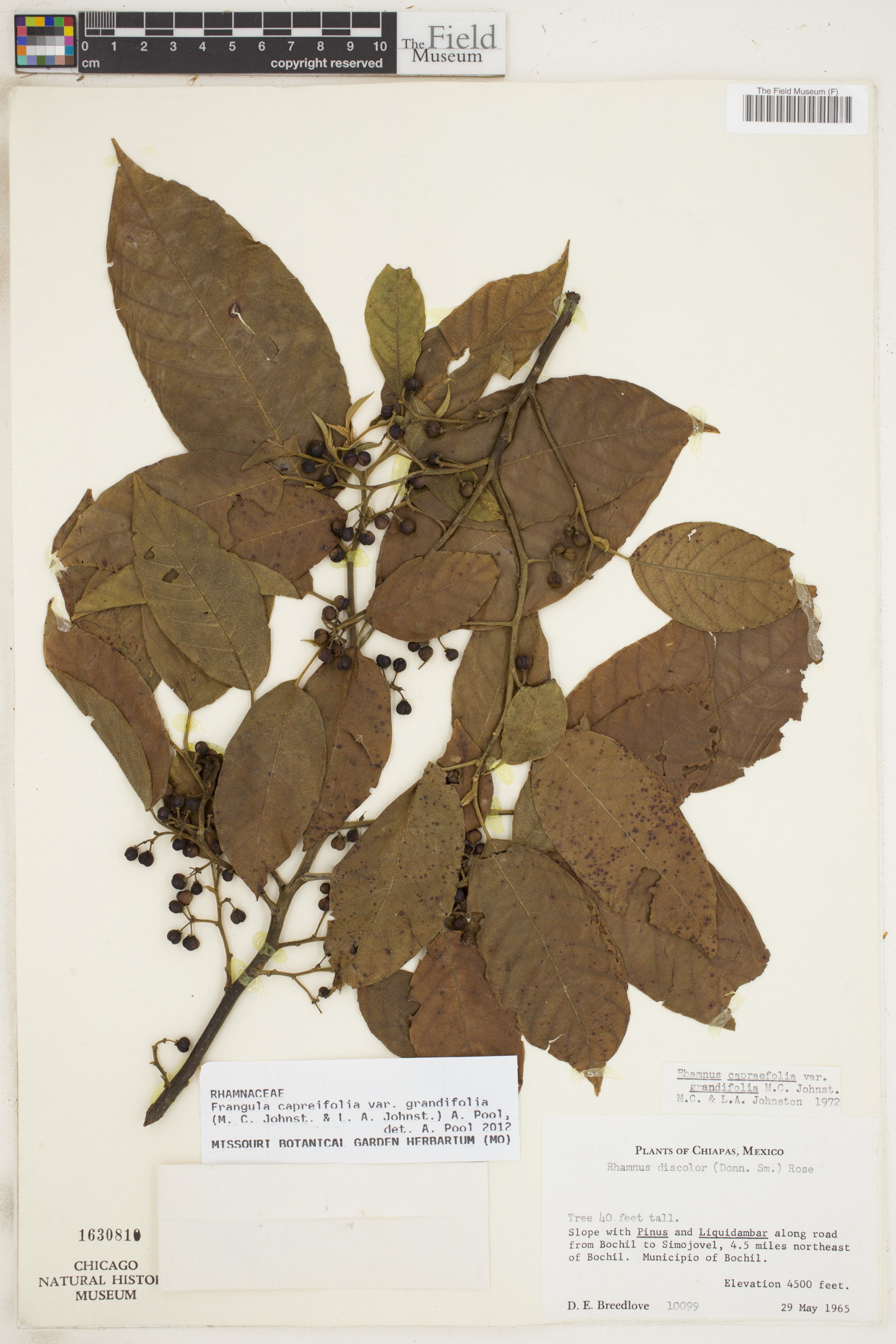 Frangula capreifolia var. grandifolia image