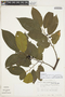 Frangula capreifolia var. grandifolia image