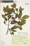 Frangula capreifolia var. grandifolia image