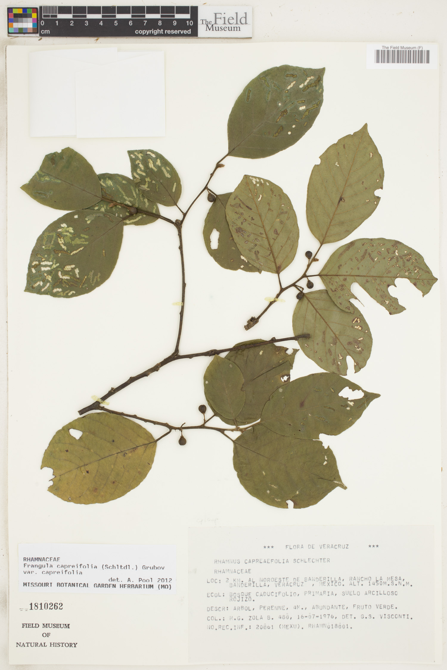 Frangula capreifolia image