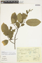 Frangula capreifolia var. capreifolia image