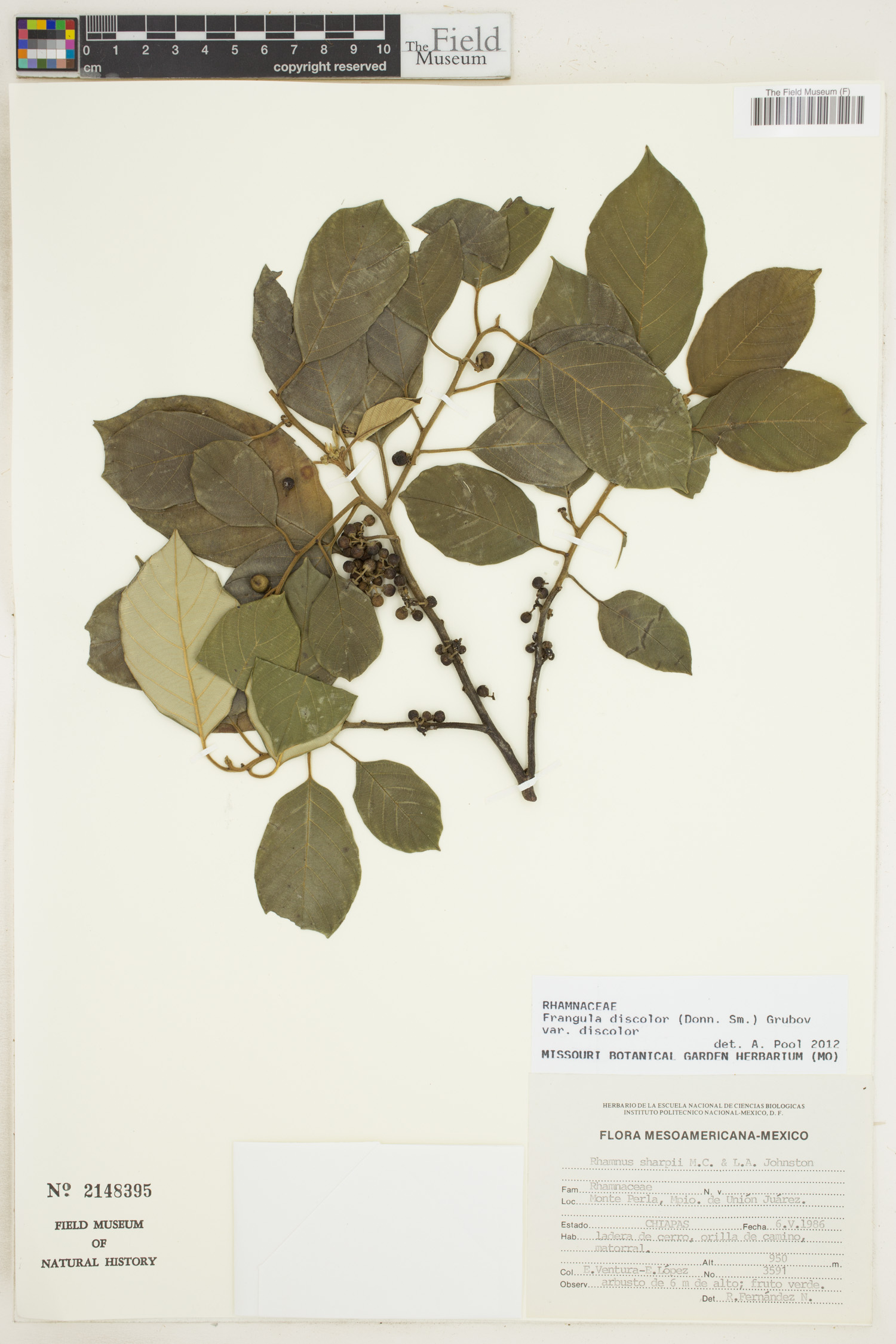 Frangula discolor image