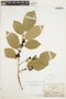 Frangula capreifolia var. capreifolia image
