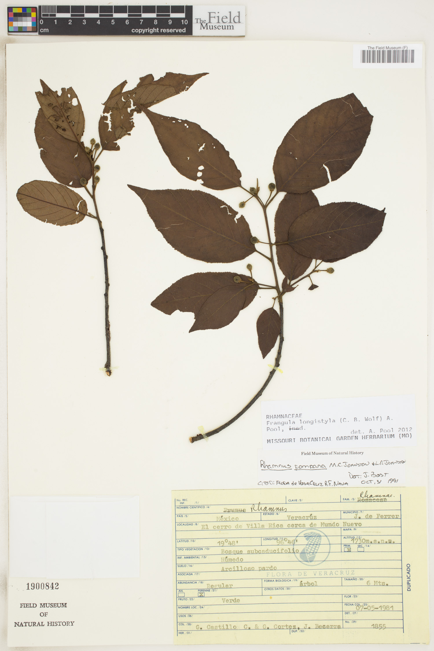 Frangula longistyla image