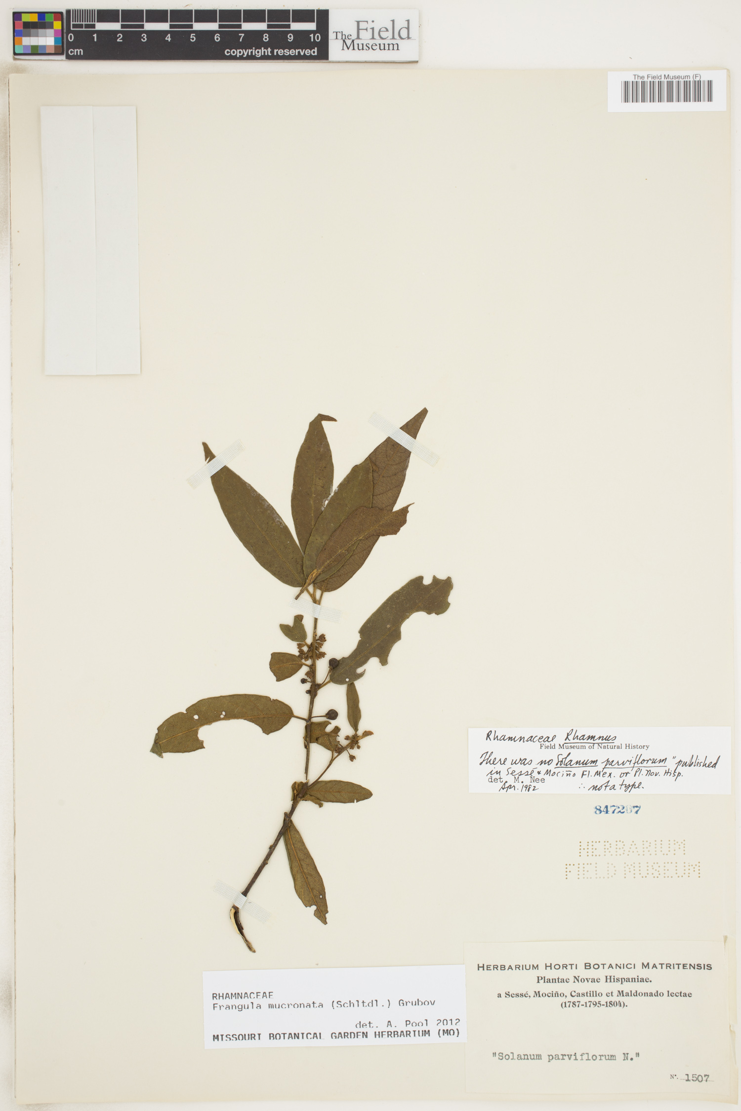 Frangula mucronata image
