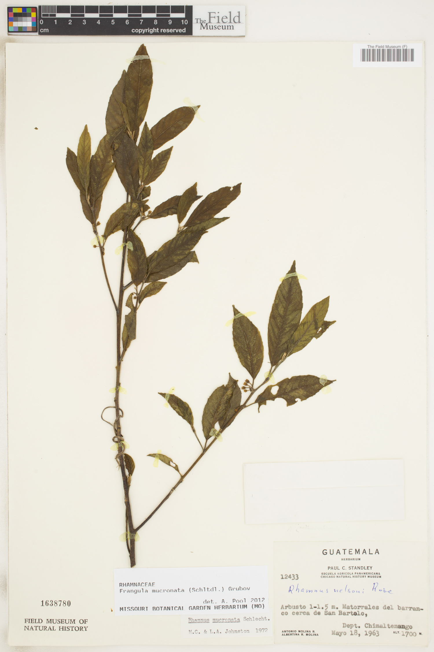 Frangula mucronata image
