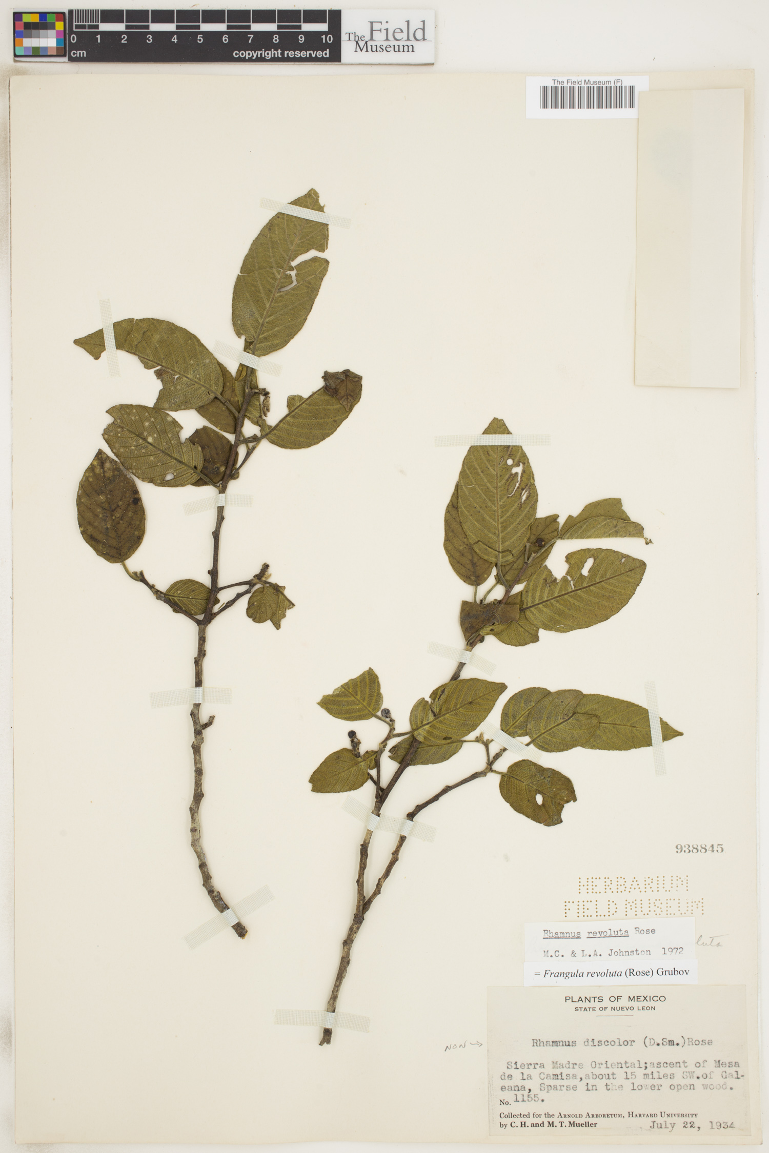 Frangula revoluta image