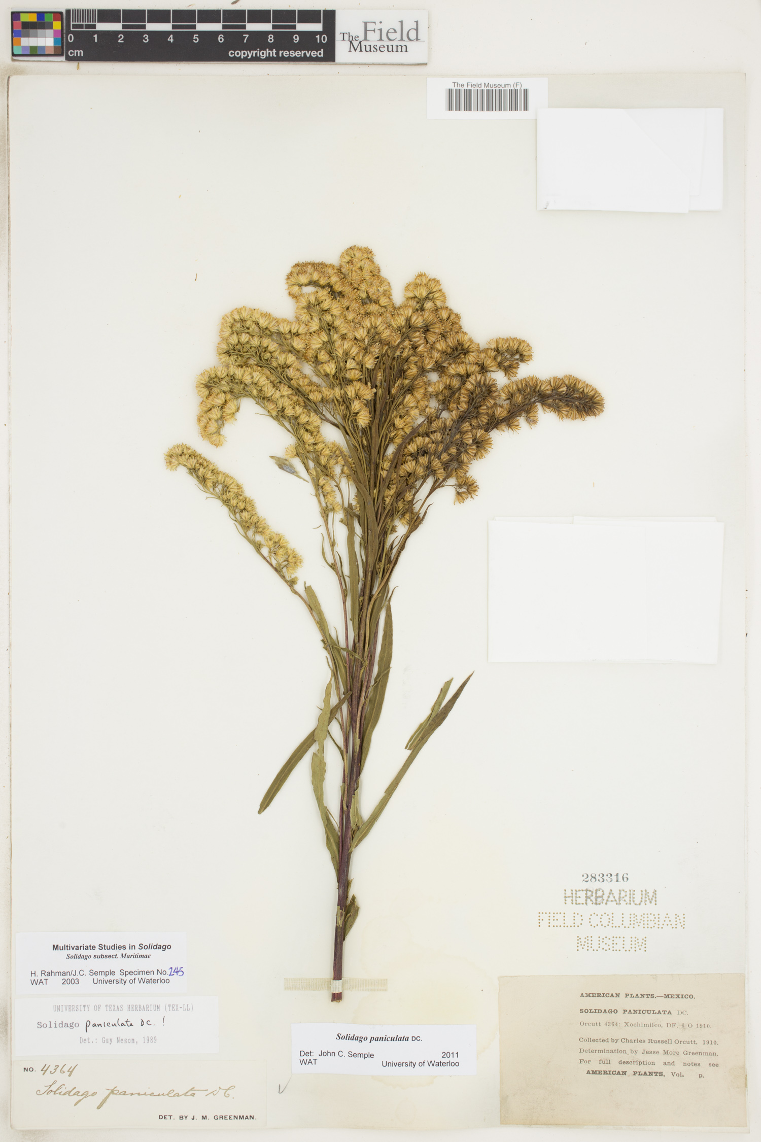 Solidago paniculata image