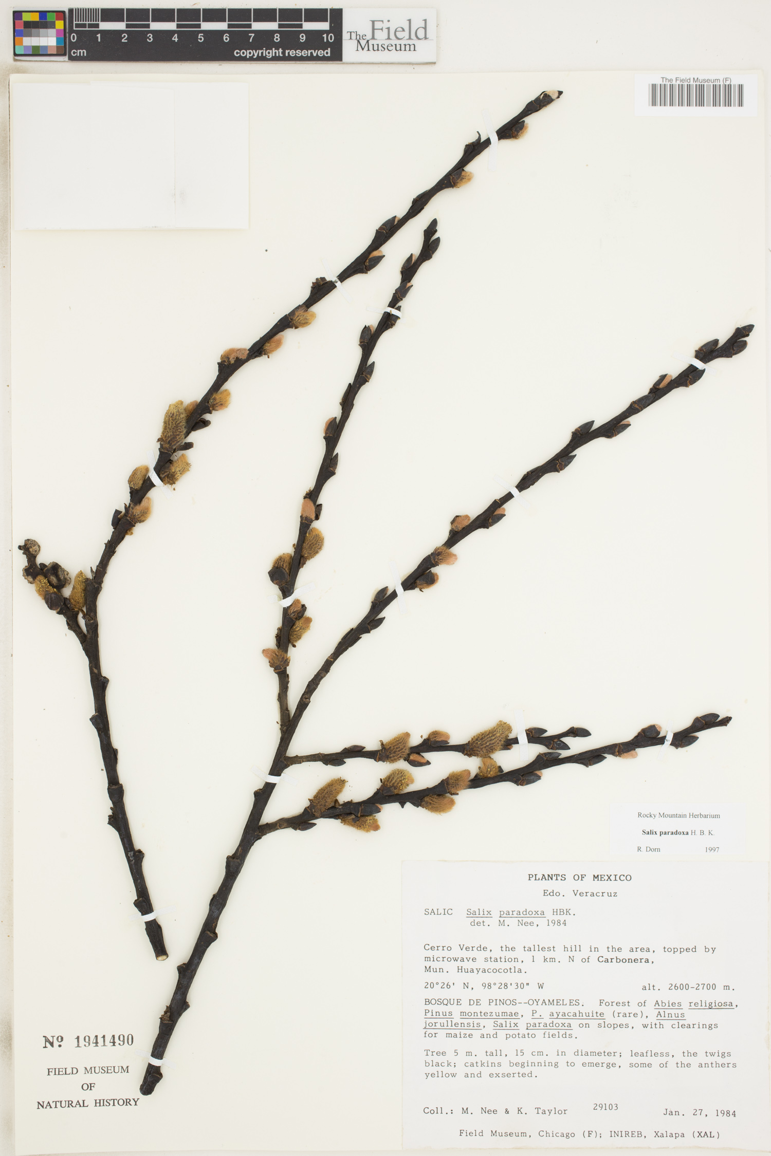 Salix paradoxa image