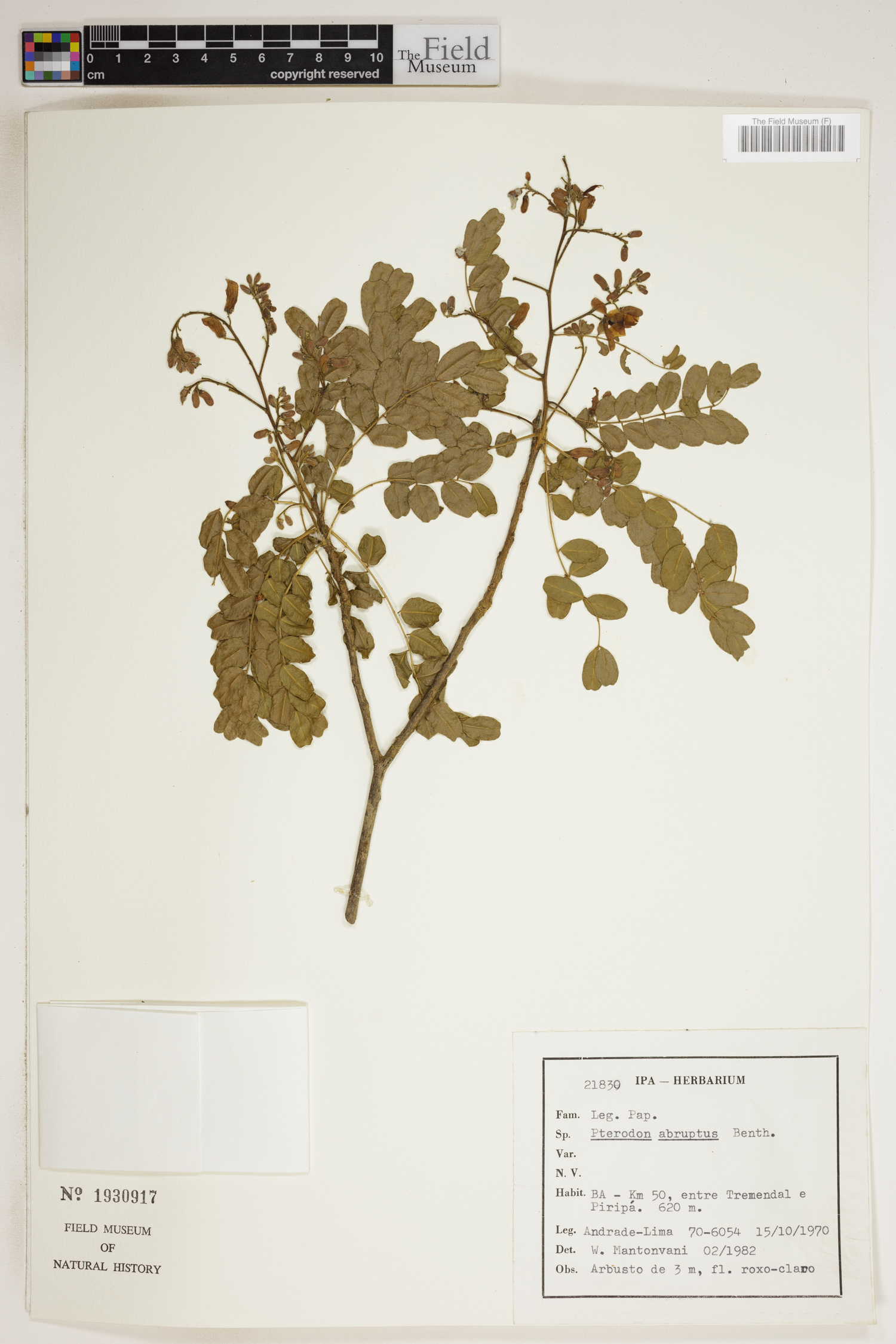 Pterodon abruptus image
