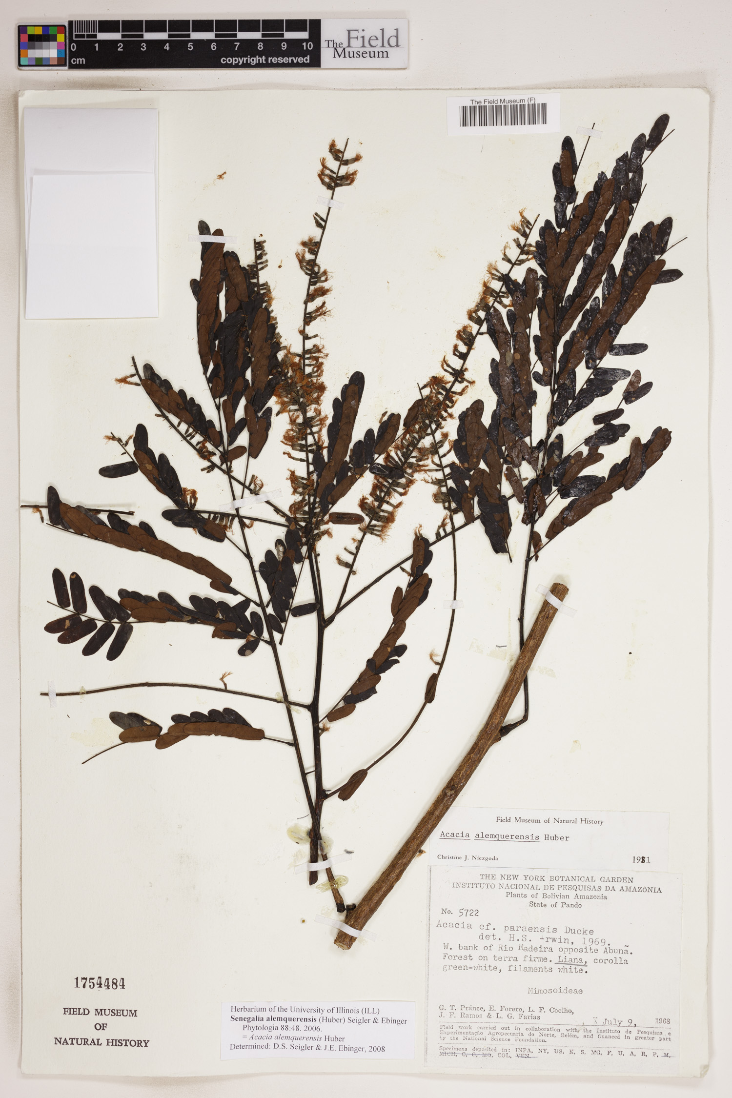 Senegalia alemquerensis image