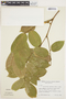 Pterocarpus amazonum image