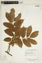 Pterocarpus santalinoides image