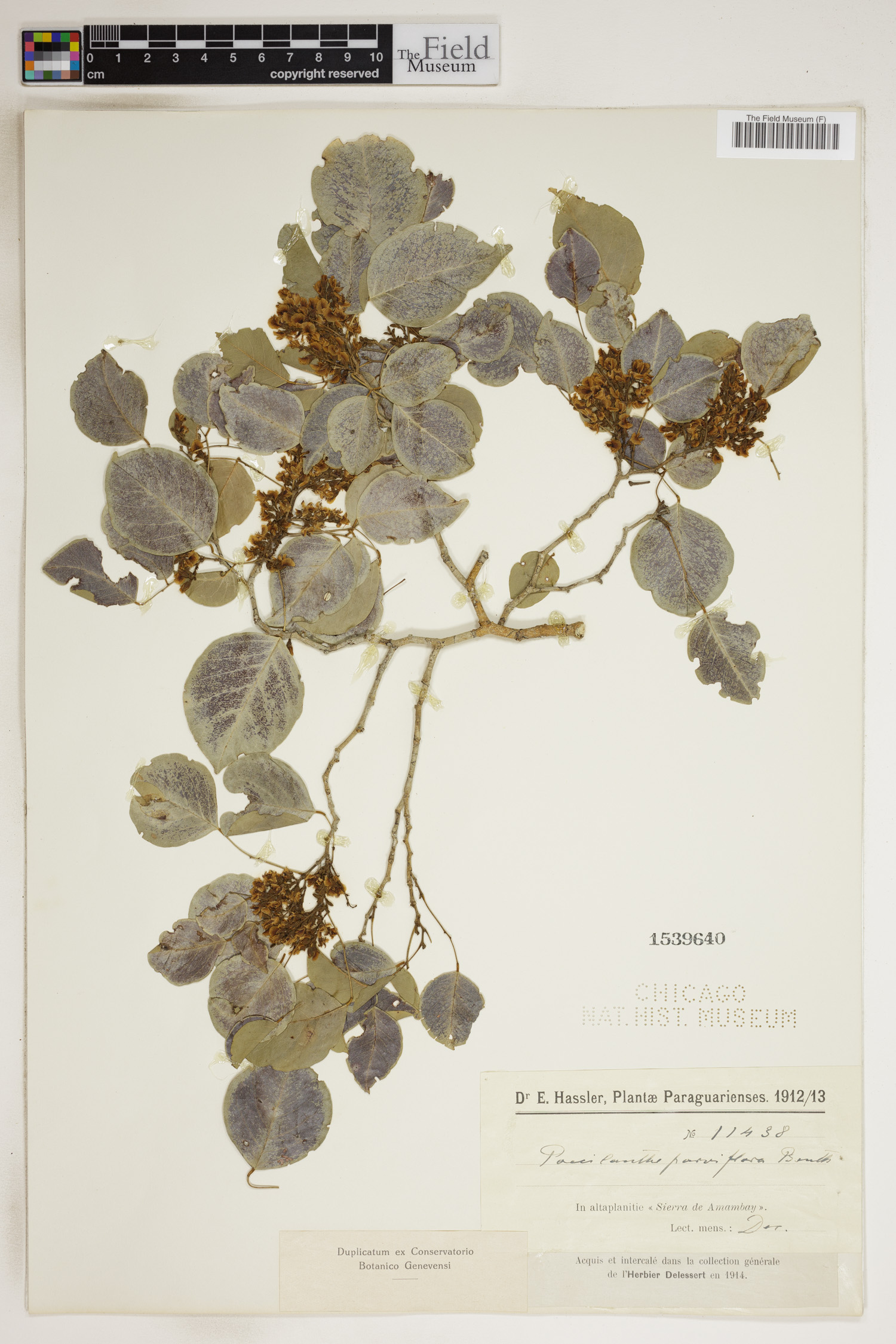 Poecilanthe parviflora image
