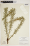 Poiretia angustifolia image