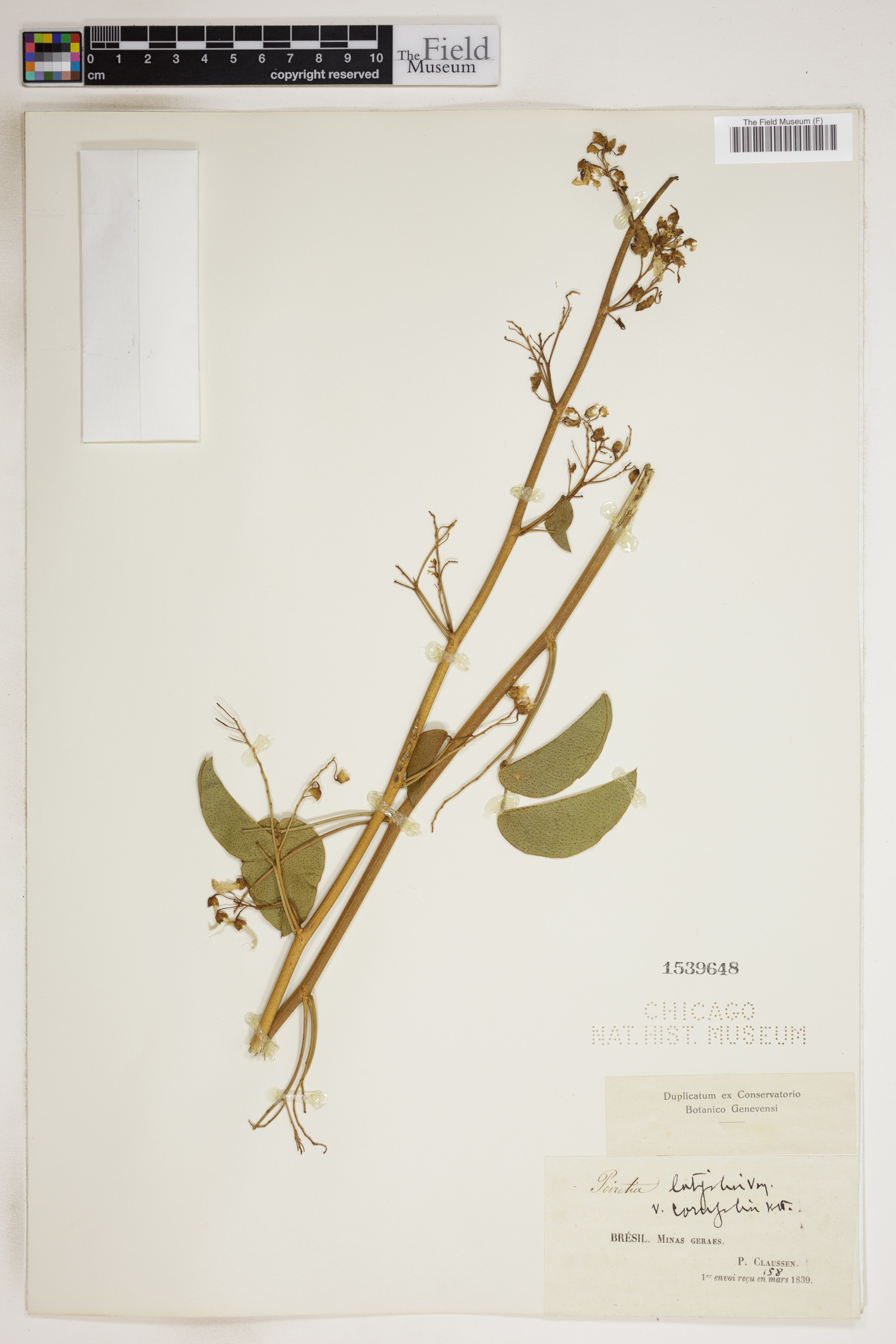 Poiretia latifolia var. coriifolia image