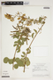 Poiretia latifolia var. coriifolia image