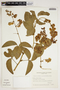 Poiretia latifolia var. coriifolia image