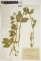 Poiretia latifolia image