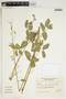 Poiretia latifolia image