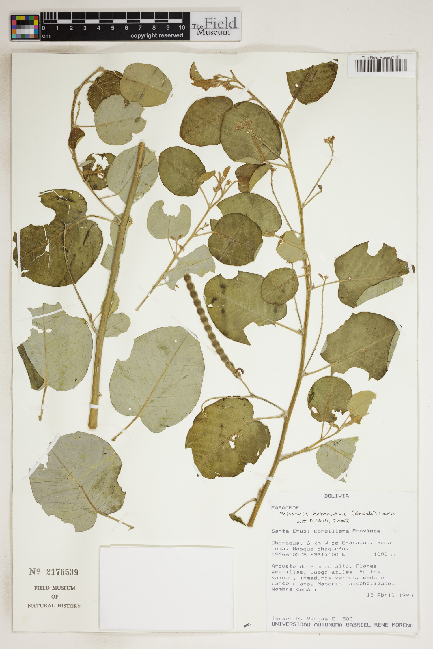 Poissonia heterantha image