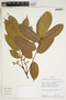 Pterocarpus amazonum image