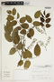 Pterocarpus officinalis image