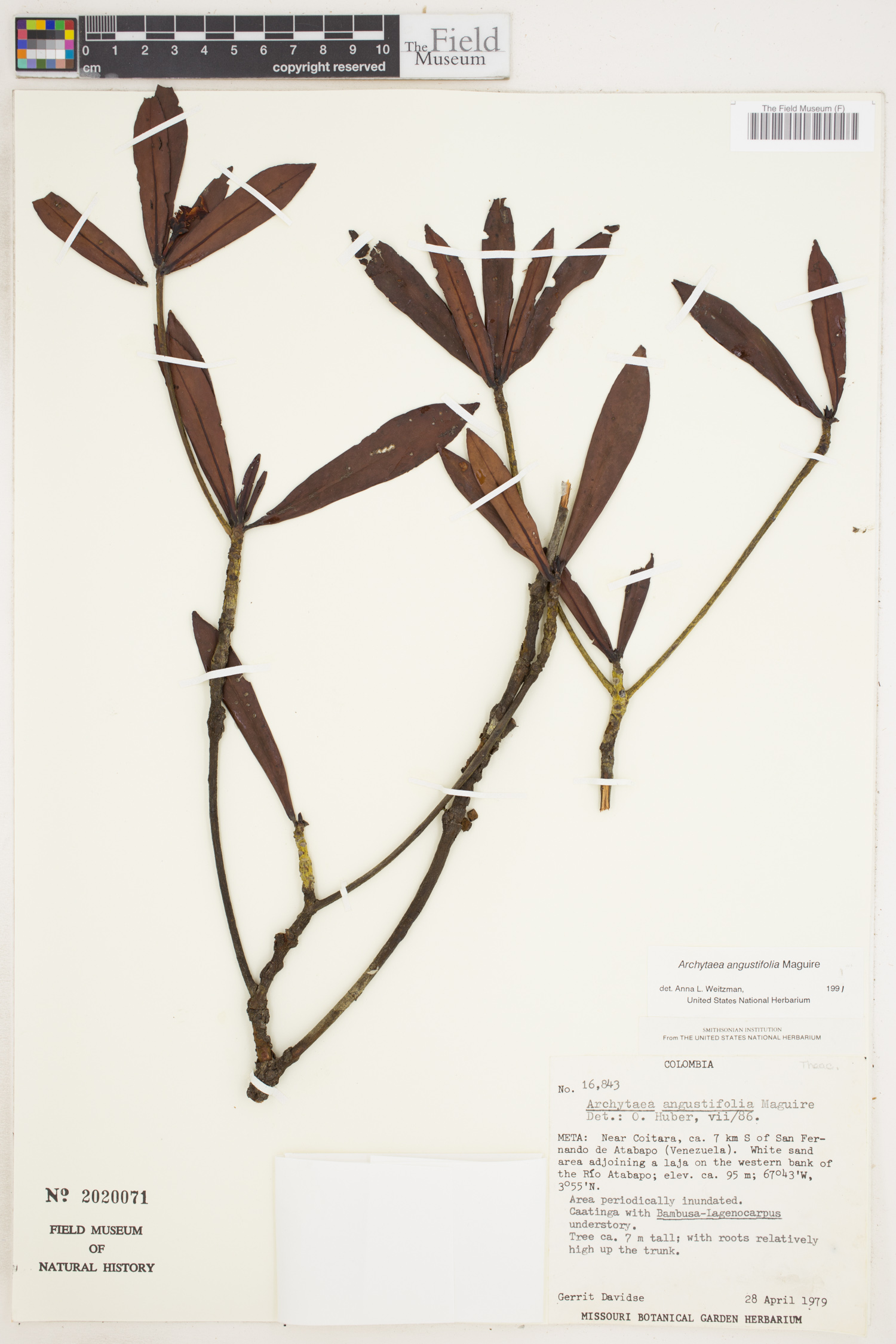 Archytaea angustifolia image