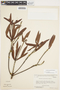 Archytaea angustifolia image