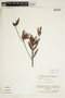 Bonnetia lanceifolia image