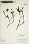 Bonnetia lanceifolia image