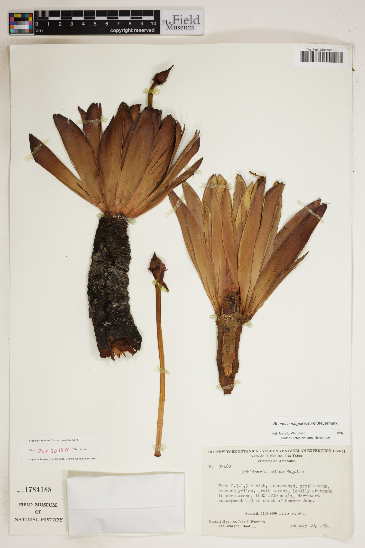Bonnetia maguireorum image