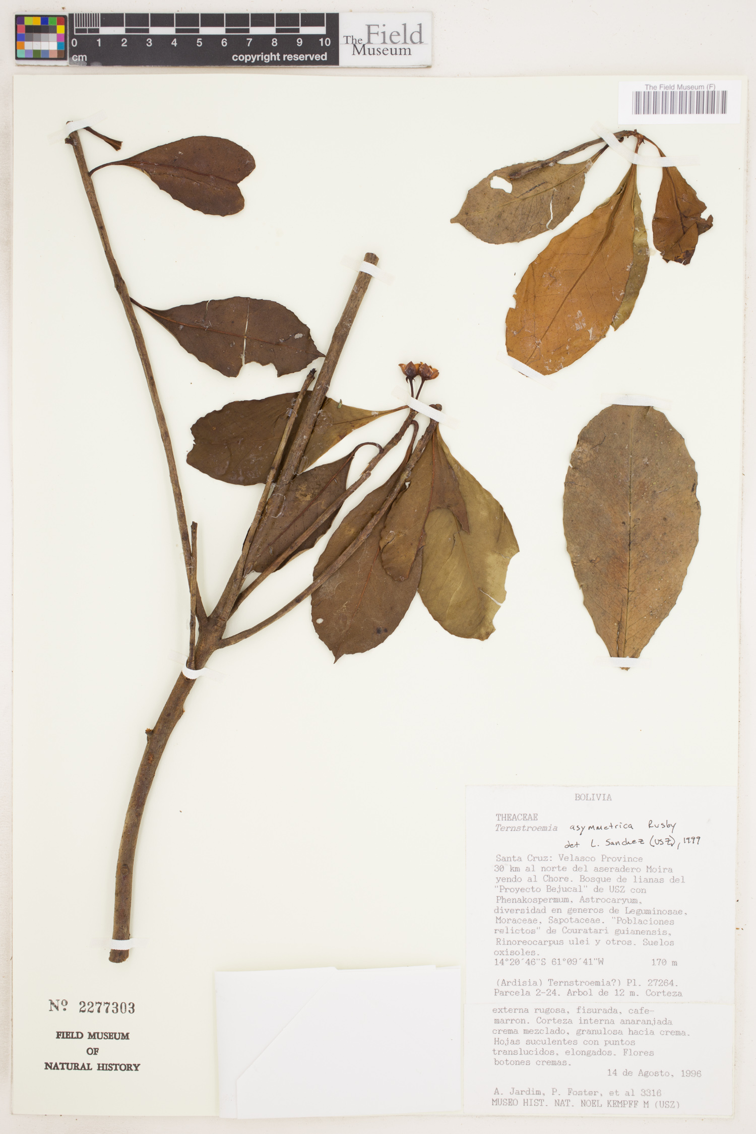 Ternstroemia asymmetrica image
