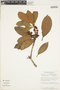 Ternstroemia camelliifolia image