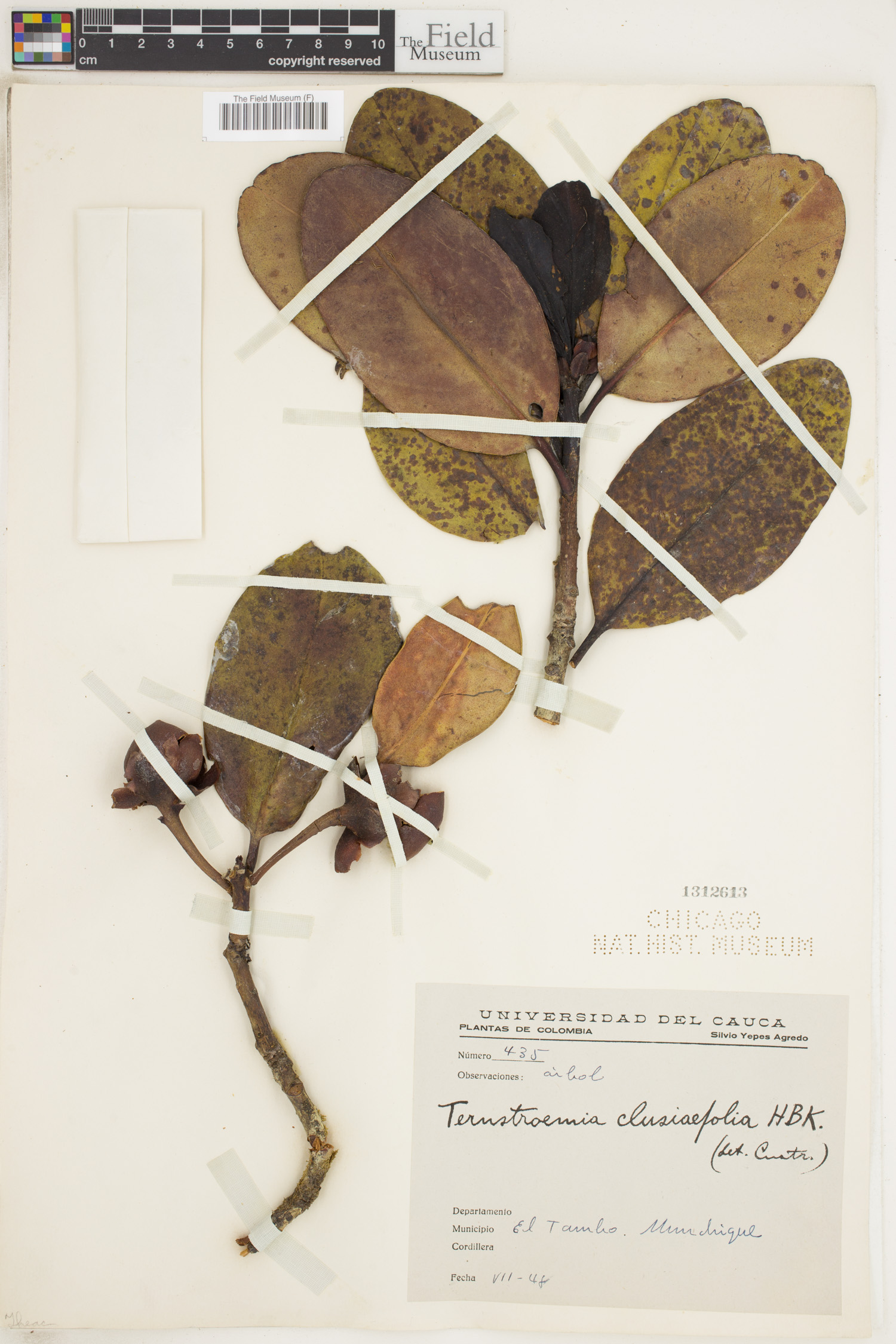 Ternstroemia clusiifolia image