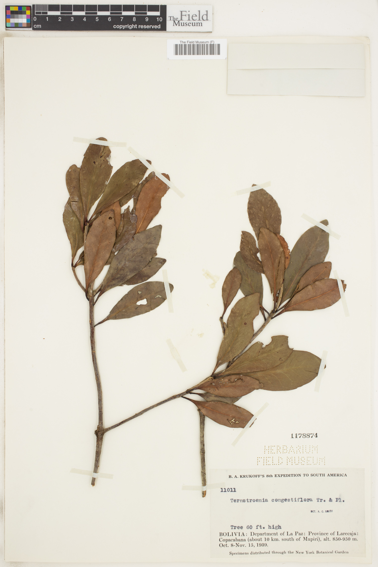Ternstroemia congestiflora image
