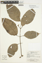 Protium rhynchophyllum image