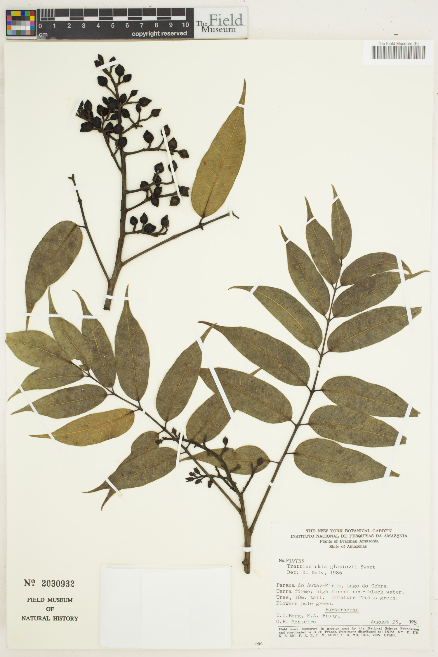 Trattinnickia glaziovii image
