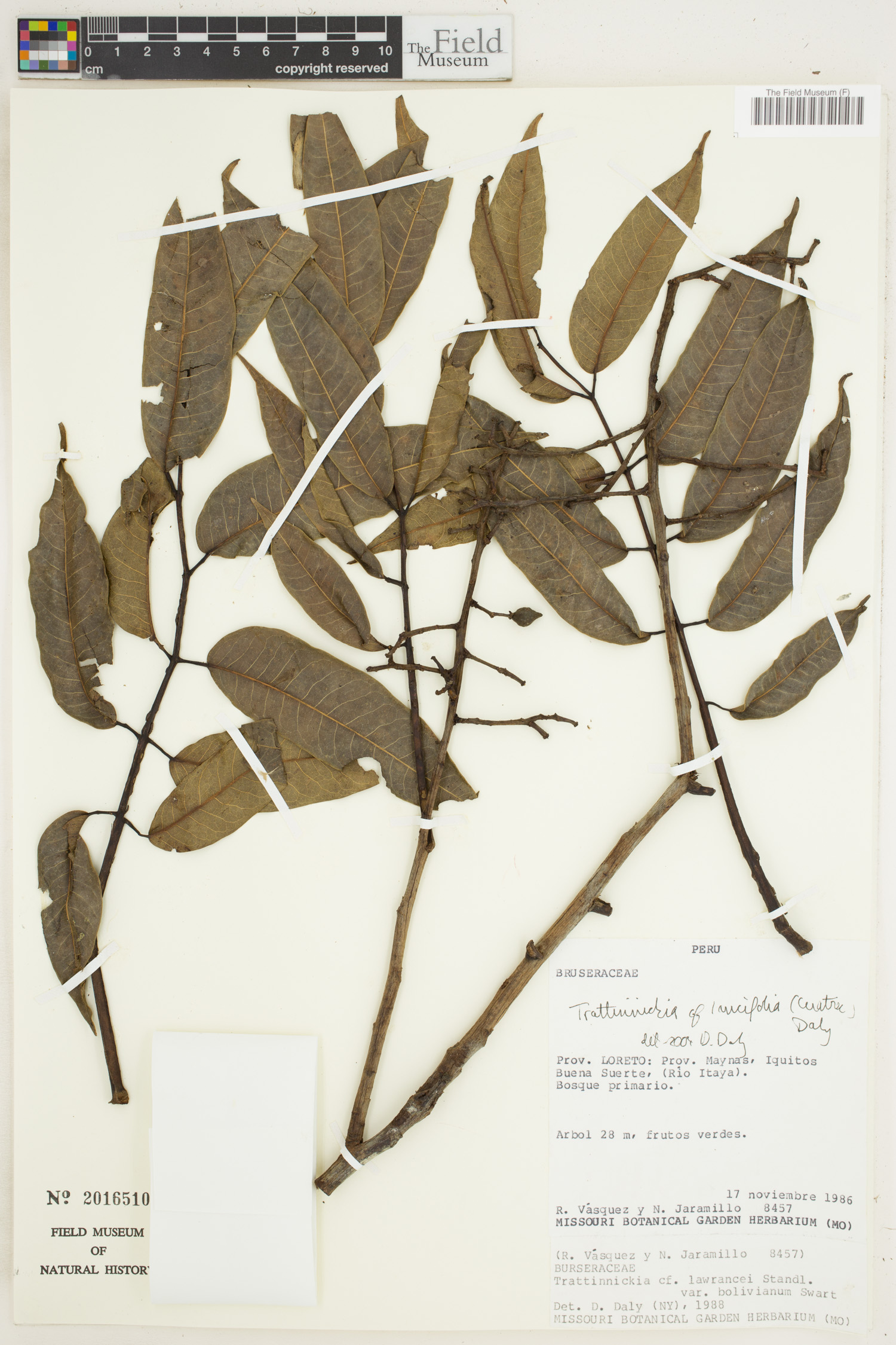 Trattinnickia lancifolia image