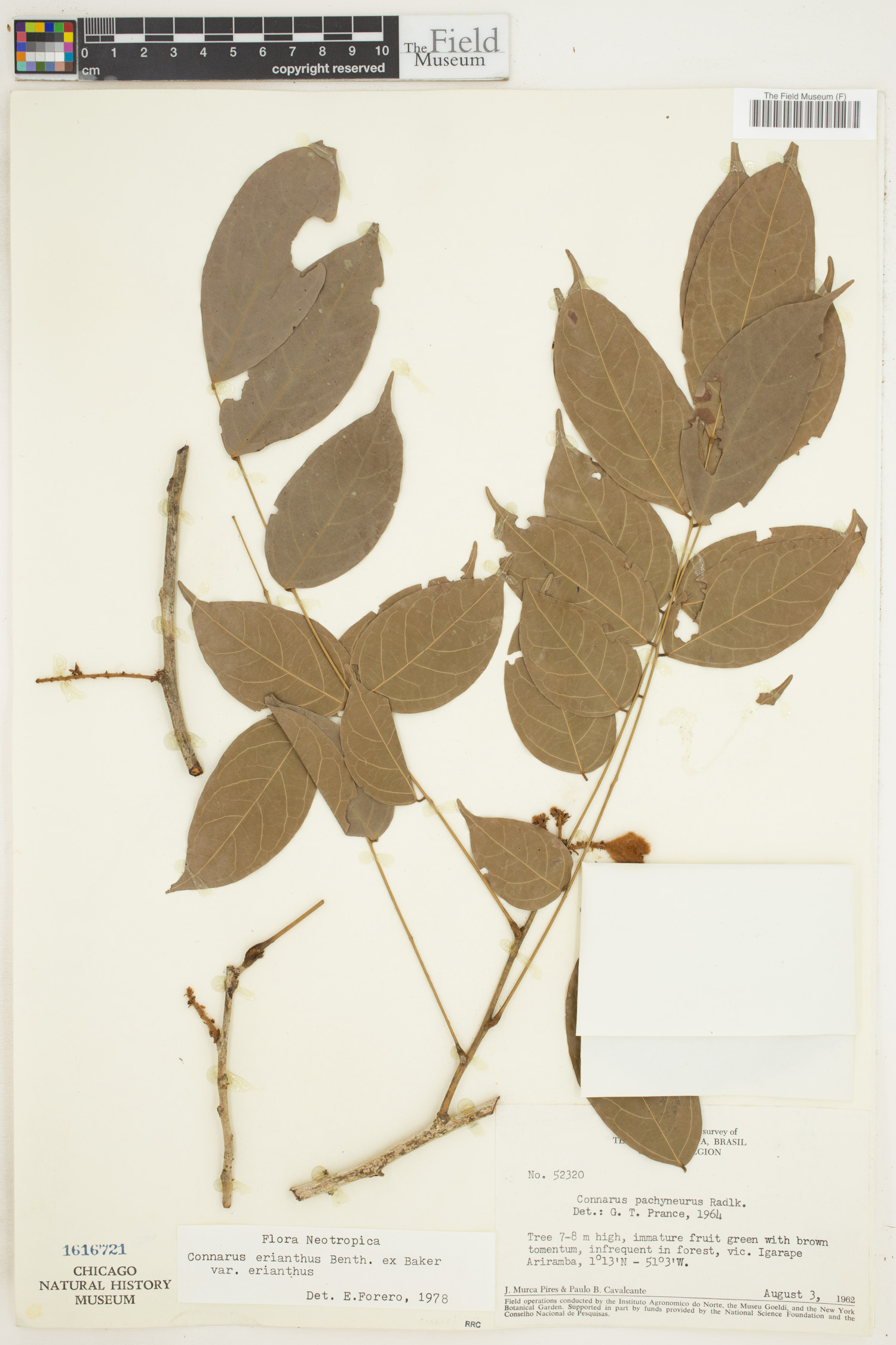 Connarus erianthus var. erianthus image