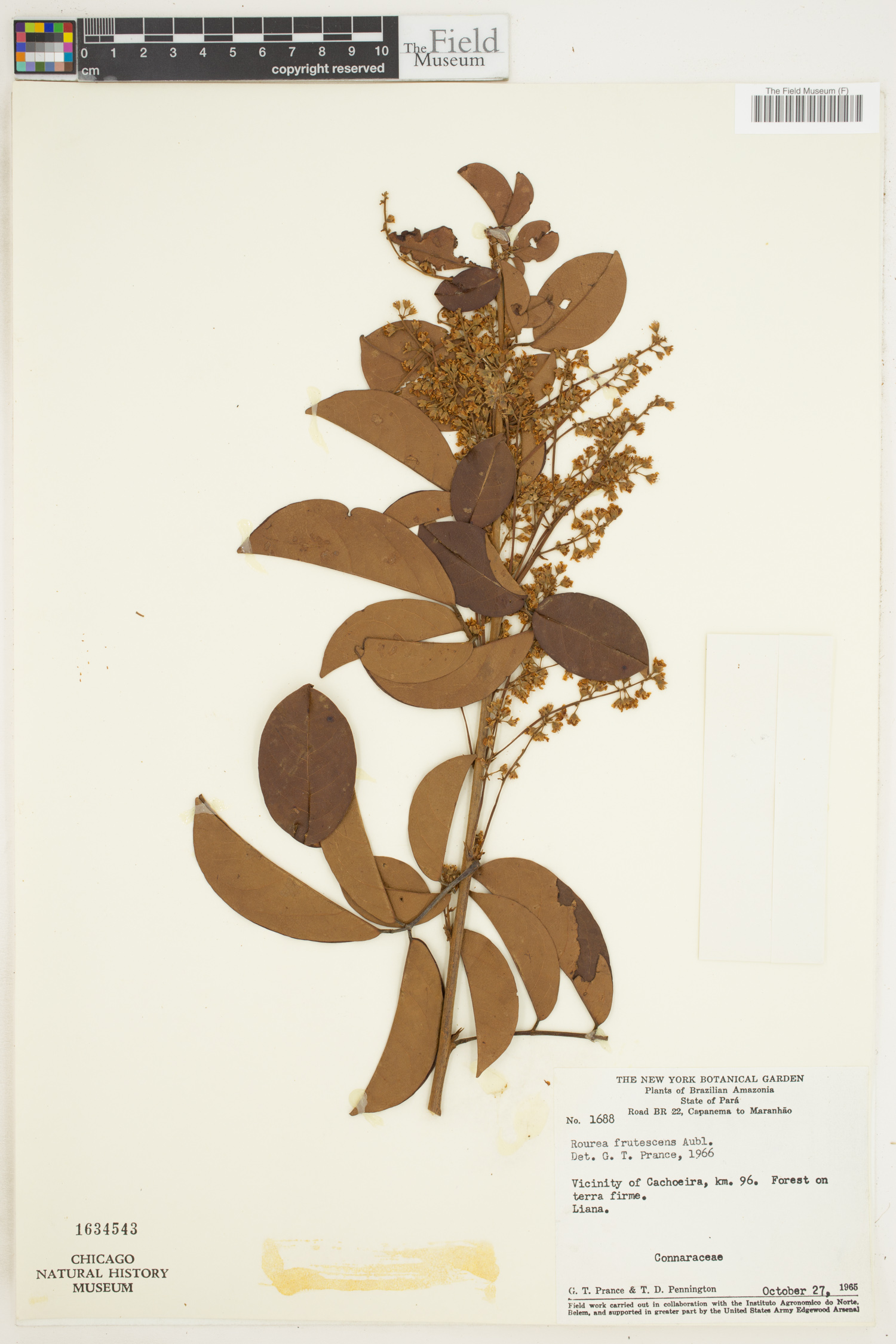 Rourea frutescens image