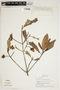 Ternstroemia penduliflora image